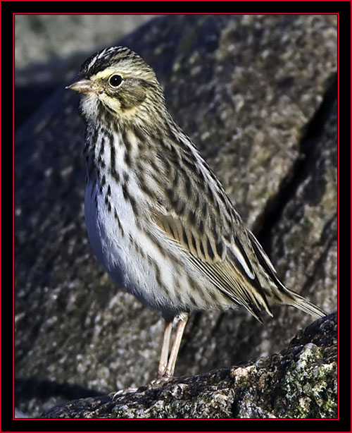 Savannah Sparrow - Petit Manan Island - Maine Coastal Islands National Wildlife Refuge