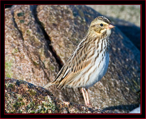 Savannah Sparrow - Petit Manan Island - Maine Coastal Islands National Wildlife Refuge