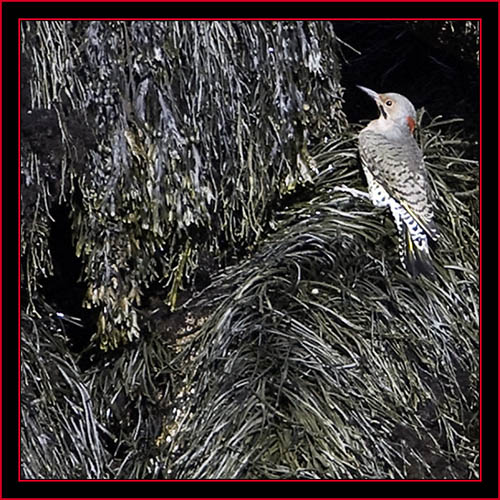 Northern Flicker - Petit Manan Island - Maine Coastal Islands National Wildlife Refuge