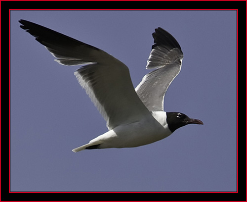 Laughing Gull - Petit Manan Island - Maine Coastal Islands National Wildlife Refuge