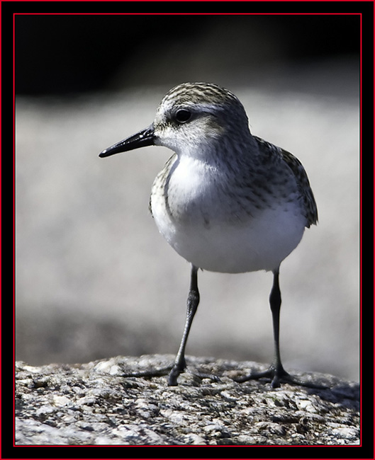 Semipalmated Sandpiper - Petit Manan Island - Maine Coastal Islands National Wildlife Refuge