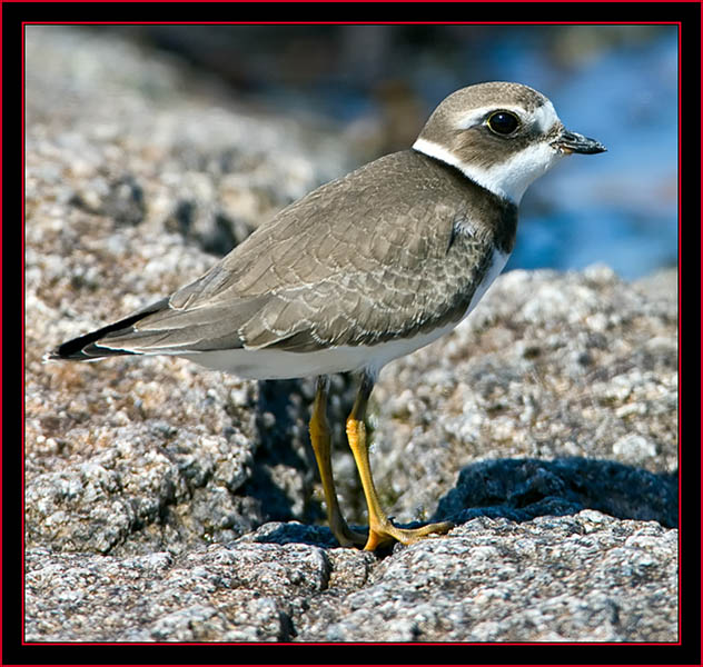 Semipalmated Plover - Petit Manan Island - Maine Coastal Islands National Wildlife Refuge