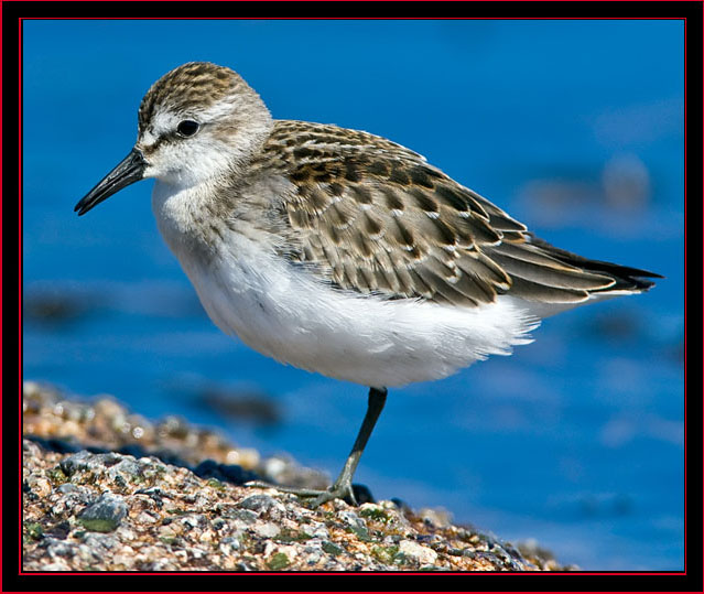 Least Sandpiper - Petit Manan Island - Maine Coastal Islands National Wildlife Refuge