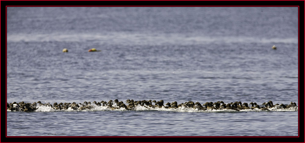 The Eider Flock... - Petit Manan Island - Maine Coastal Islands National Wildlife Refuge