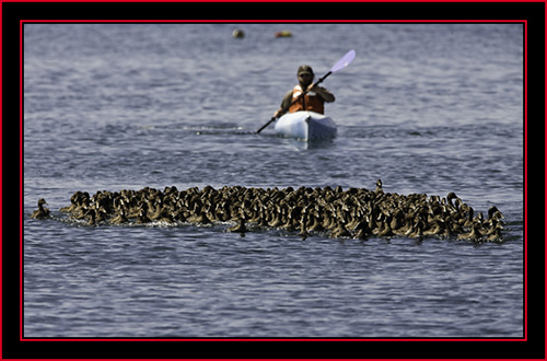 Brian Moving the Eider Flock - Petit Manan Island - Maine Coastal Islands National Wildlife Refuge