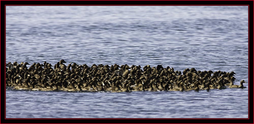 The Eider Flock - Petit Manan Island - Maine Coastal Islands National Wildlife Refuge