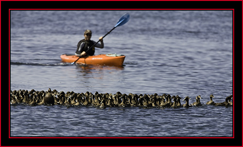 Steve Moving the Eider Flock - Petit Manan Island - Maine Coastal Islands National Wildlife Refuge