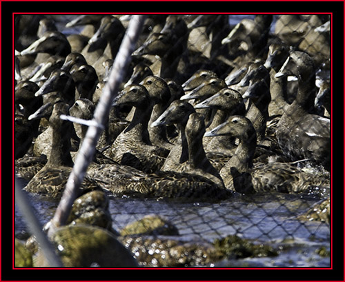 Eiders at the Barrier - Petit Manan Island - Maine Coastal Islands National Wildlife Refuge