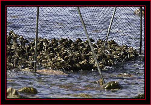 Eiders at the Barrier - Petit Manan Island - Maine Coastal Islands National Wildlife Refuge