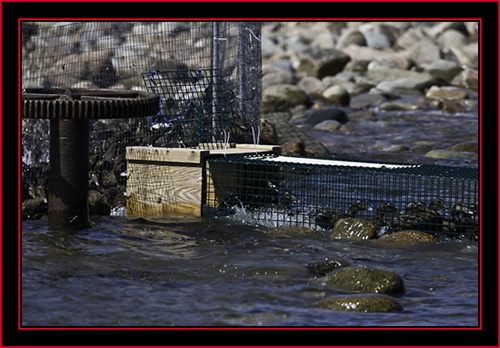 Into the Pen... - Petit Manan Island - Maine Coastal Islands National Wildlife Refuge