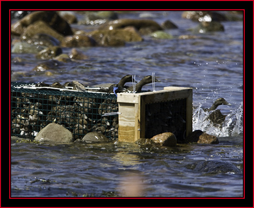 Eiders in the Pen - Petit Manan Island - Maine Coastal Islands National Wildlife Refuge