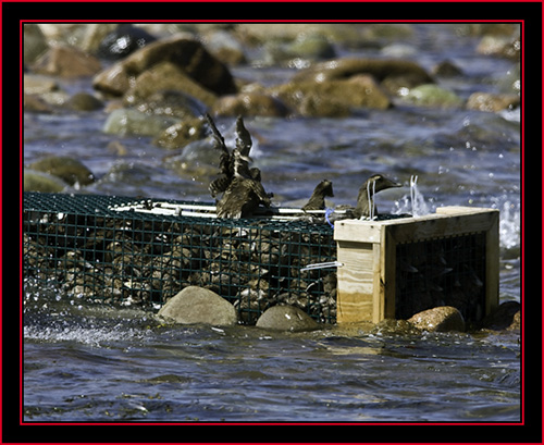 Eiders in the Pen - Petit Manan Island - Maine Coastal Islands National Wildlife Refuge