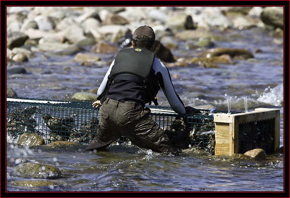 Steve Blocking the Escape - Petit Manan Island - Maine Coastal Islands National Wildlife Refuge