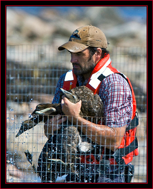 Kelsey Sullivan, (MDIFW), with a Handful of Common Eiders