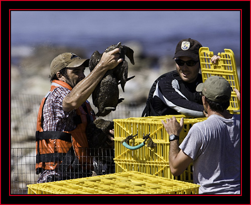 Kelsey Loading the Crates - Petit Manan Island - Maine Coastal Islands National Wildlife Refuge