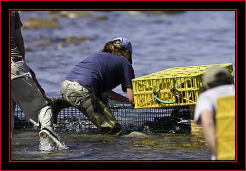 Alison Loading the Crates - Petit Manan Island - Maine Coastal Islands National Wildlife Refuge