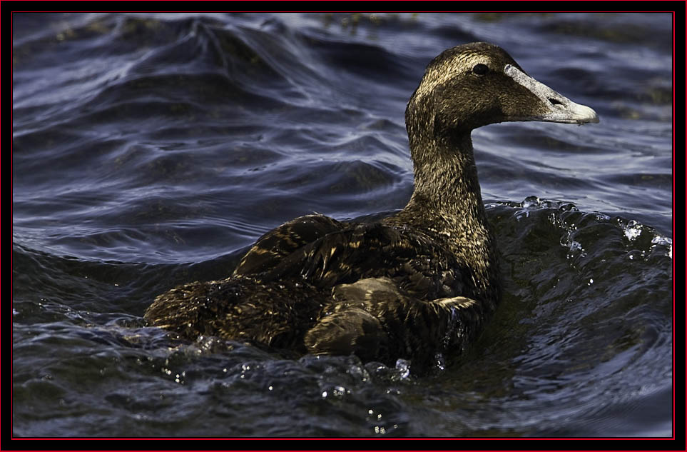 Released Eider - Petit Manan Island - Maine Coastal Islands National Wildlife Refuge