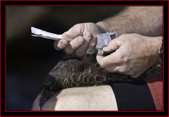 Preparing a Sample - Petit Manan Island - Maine Coastal Islands National Wildlife Refuge