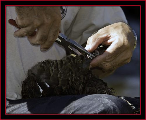 Applying a Band - Petit Manan Island - Maine Coastal Islands National Wildlife Refuge