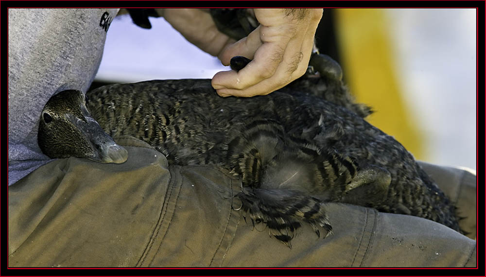 Eider Banding - Petit Manan Island - Maine Coastal Islands National Wildlife Refuge