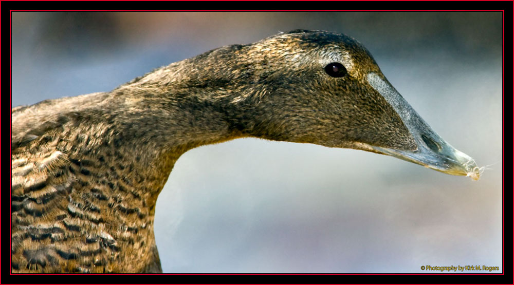 Common Eider - Maine Coastal Islands National Wildlife Refuge