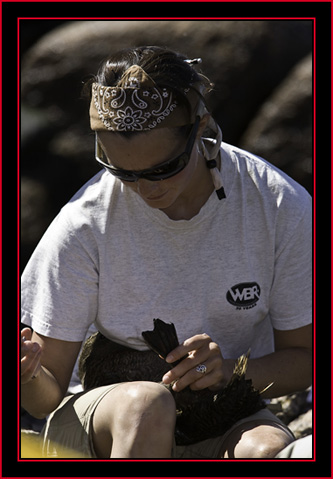 Janice Banding an Eider - Petit Manan Island - Maine Coastal Islands National Wildlife Refuge