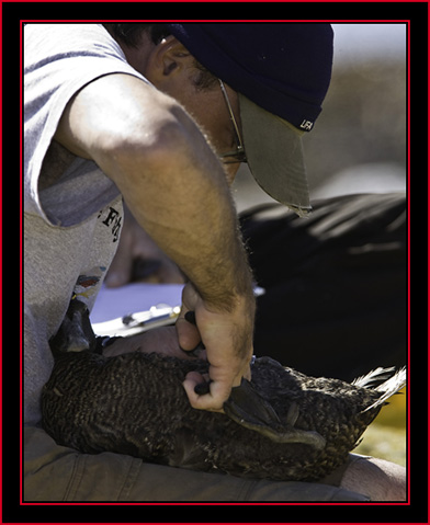 Rob Banding an Eider - Petit Manan Island - Maine Coastal Islands National Wildlife Refuge