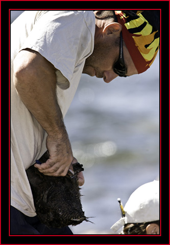 Michael Banding an Eider - Petit Manan Island - Maine Coastal Islands National Wildlife Refuge