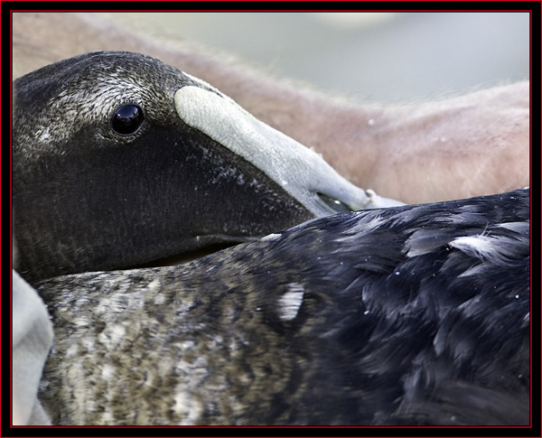 Banding a Common Eider - Petit Manan Island - Maine Coastal Islands National Wildlife Refuge