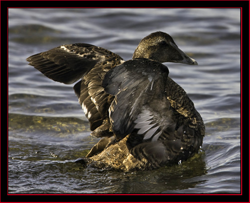 Common Eider - Petit Manan Island - Maine Coastal Islands National Wildlife Refuge