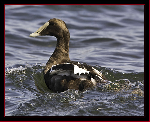 Common Eider - Petit Manan Island - Maine Coastal Islands National Wildlife Refuge