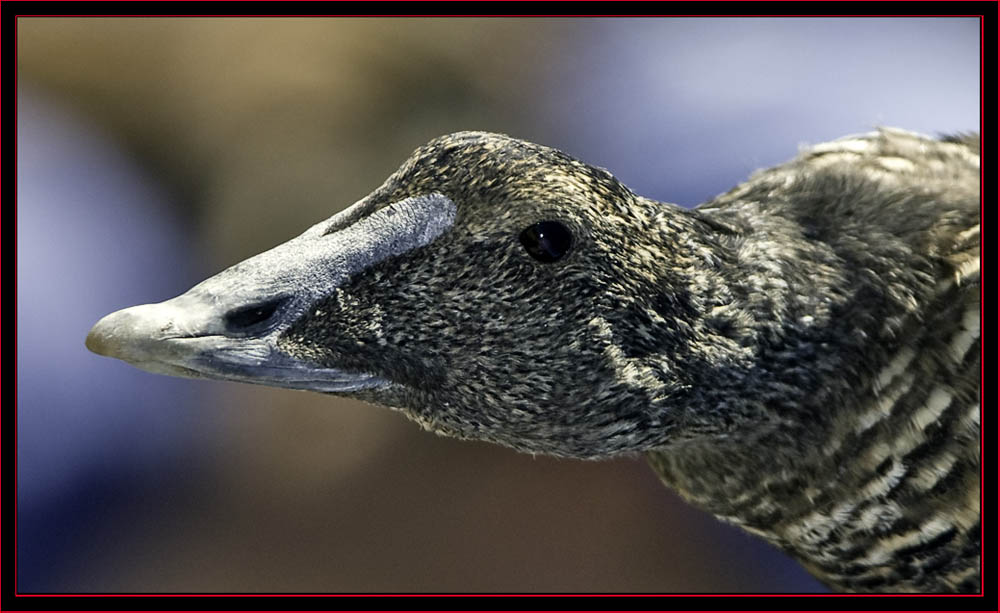 Common Eider - Petit Manan Island - Maine Coastal Islands National Wildlife Refuge