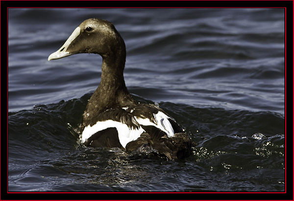 Common Eider - Petit Manan Island - Maine Coastal Islands National Wildlife Refuge