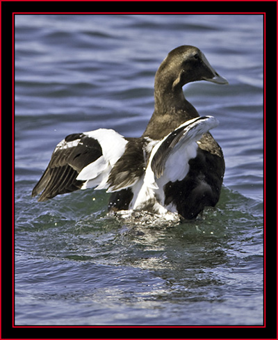 Common Eider - Petit Manan Island - Maine Coastal Islands National Wildlife Refuge