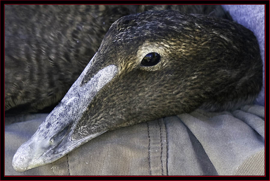 Eider Banding - Petit Manan Island - Maine Coastal Islands National Wildlife Refuge