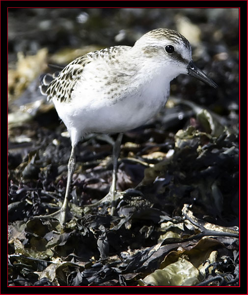 Semipalmated Sandpiper - Petit Manan Island - Maine Coastal Islands National Wildlife Refuge