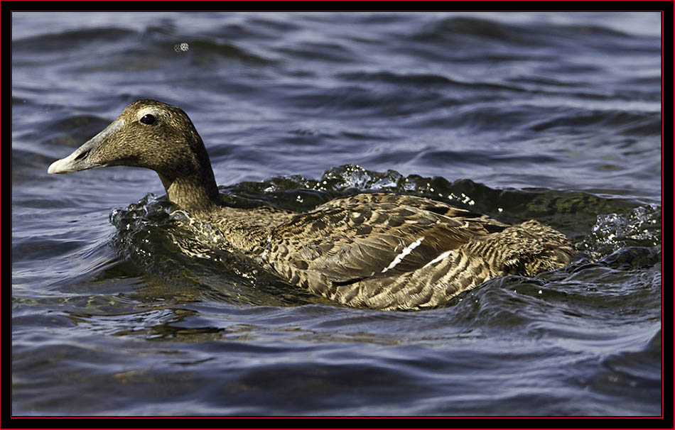 Common Eider - Petit Manan Island - Maine Coastal Islands National Wildlife Refuge