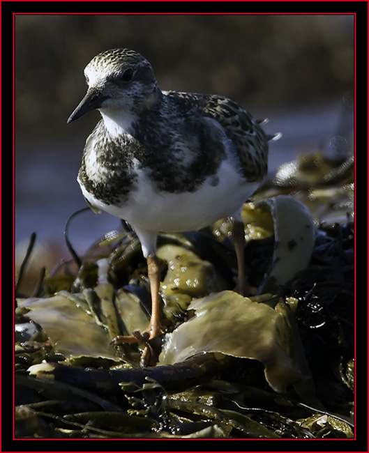 Ruddy Turnstone - Petit Manan Island - Maine Coastal Islands National Wildlife Refuge