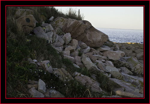 Atlantic Puffin Nesting Area - Petit Manan Island - Maine Coastal Islands National Wildlife Refuge