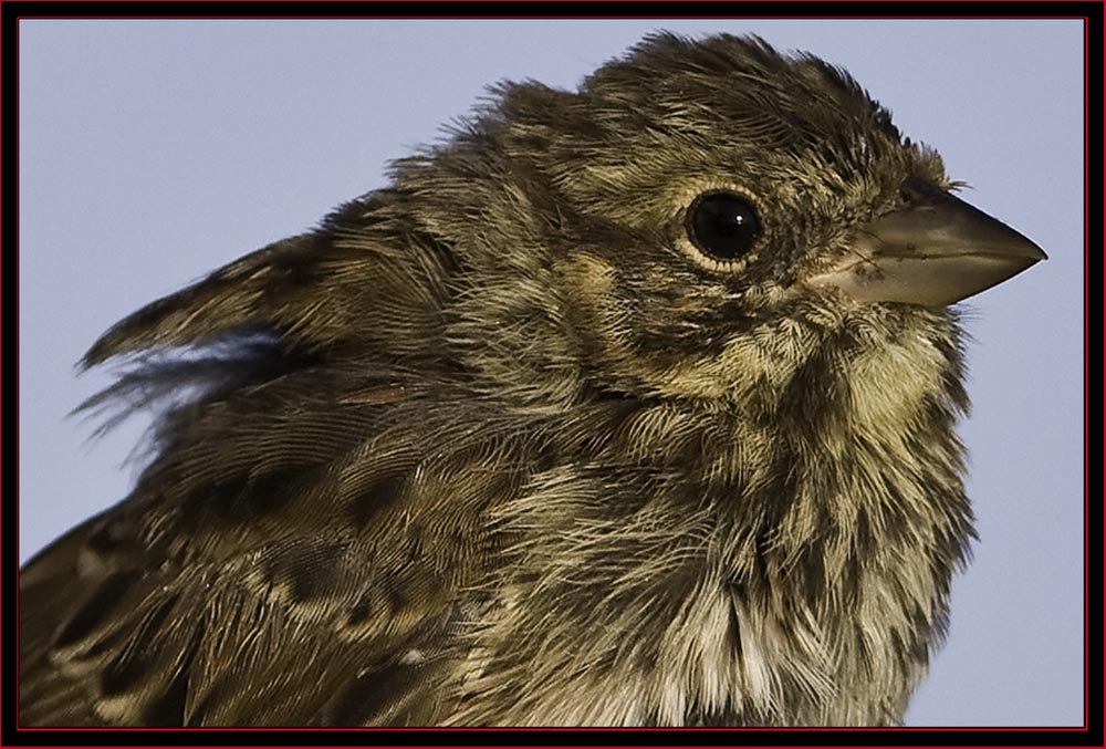 Song Sparrow Close-up - Petit Manan Island - Maine Coastal Islands National Wildlife Refuge