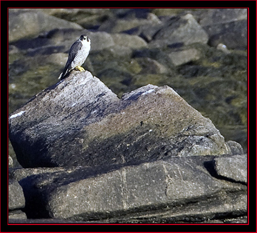 Peregrine Falcon on Green Island - Maine Coastal Islands National Wildlife Refuge