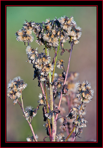 Local Color - Petit Manan Island - Maine Coastal Islands National Wildlife Refuge