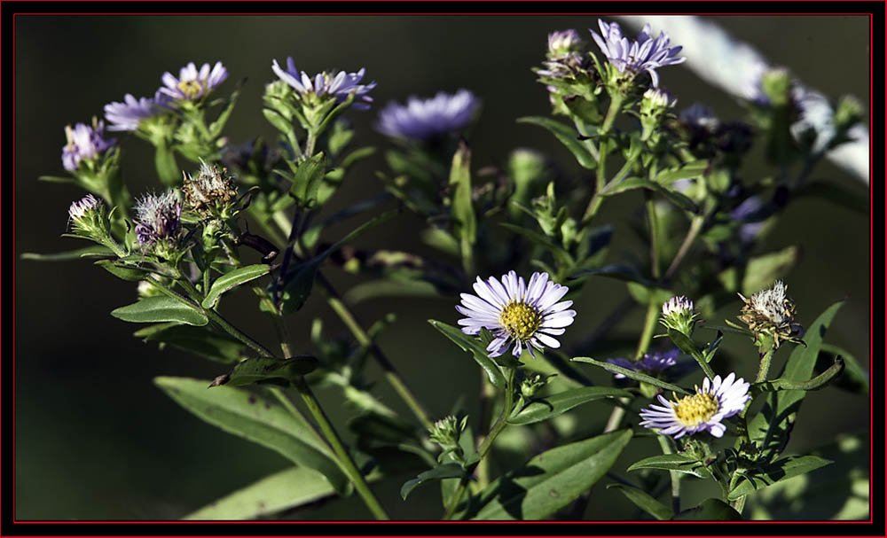 Wildflowers - Petit Manan Island - Maine Coastal Islands National Wildlife Refuge