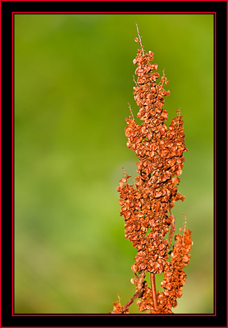 Local Color - Petit Manan Island - Maine Coastal Islands National Wildlife Refuge