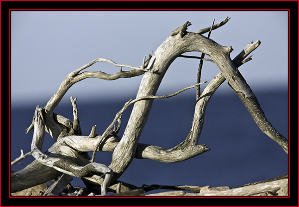 Driftwood - Petit Manan Island - Maine Coastal Islands National Wildlife Refuge