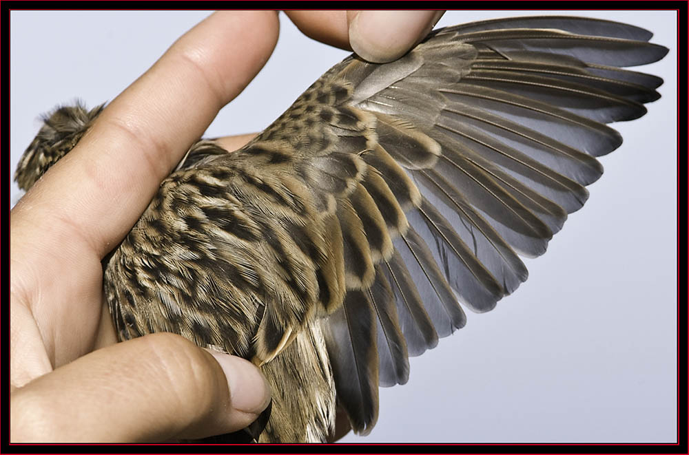 Song Sparrow Wing Close-up - Petit Manan Island - Maine Coastal Islands National Wildlife Refuge