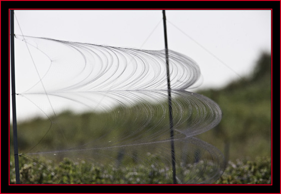 Mist Nets - Petit Manan Island - Maine Coastal Islands National Wildlife Refuge