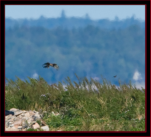 Northern Harrier on Green Island - Maine Coastal Islands National Wildlife Refuge