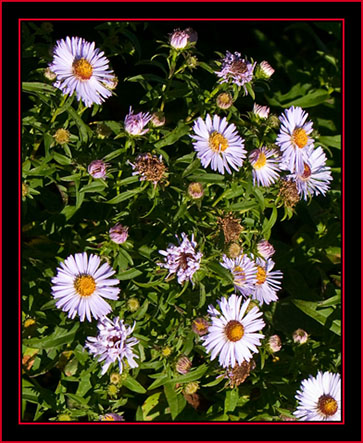 Wildflowers - Petit Manan Island - Maine Coastal Islands National Wildlife Refuge