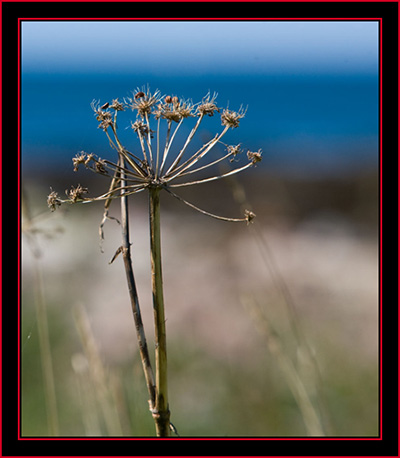 Local Color - Petit Manan Island - Maine Coastal Islands National Wildlife Refuge